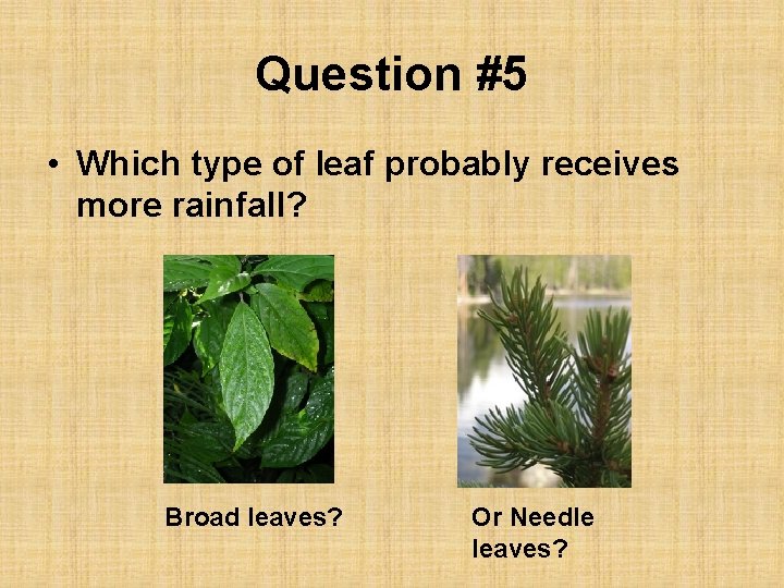 Question #5 • Which type of leaf probably receives more rainfall? Broad leaves? Or