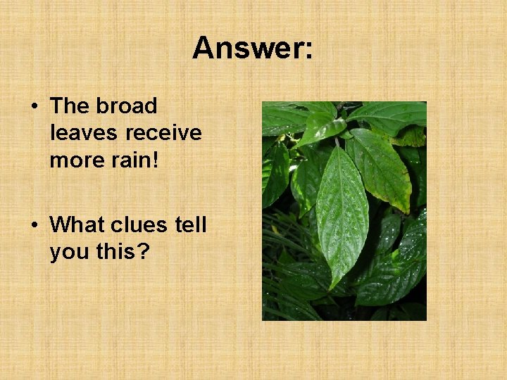 Answer: • The broad leaves receive more rain! • What clues tell you this?