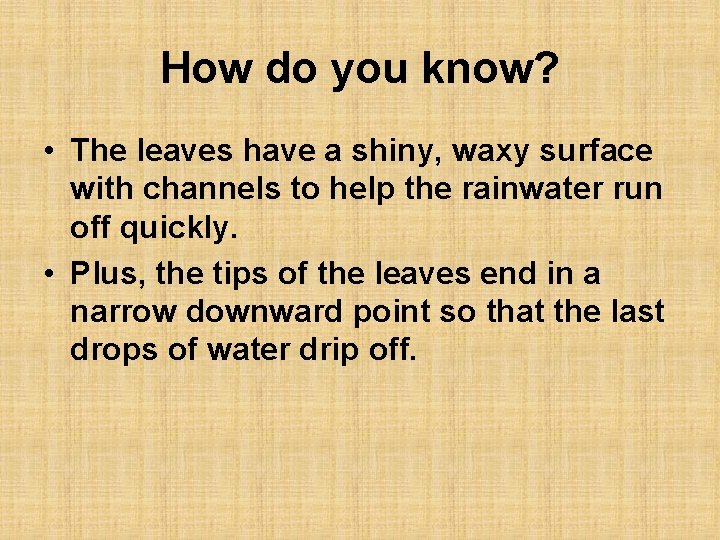 How do you know? • The leaves have a shiny, waxy surface with channels