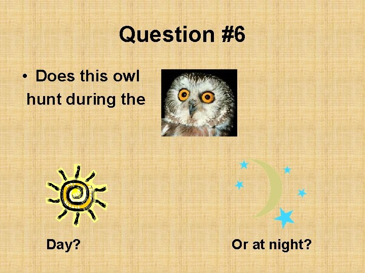 Question #6 • Does this owl hunt during the Day? Or at night? 