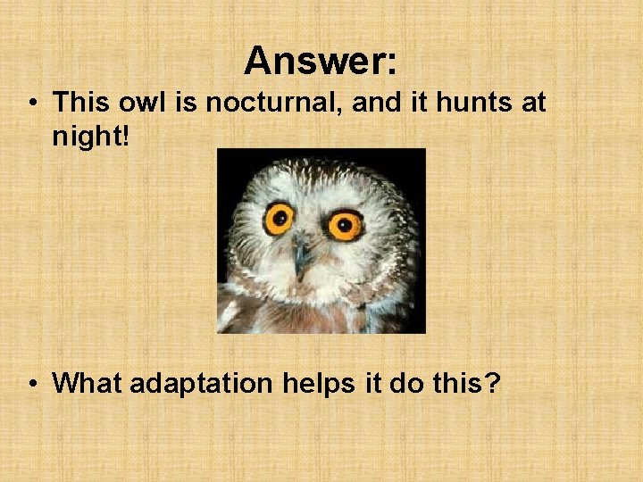 Answer: • This owl is nocturnal, and it hunts at night! • What adaptation
