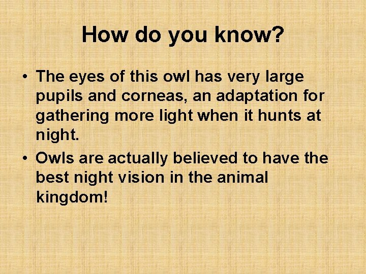 How do you know? • The eyes of this owl has very large pupils