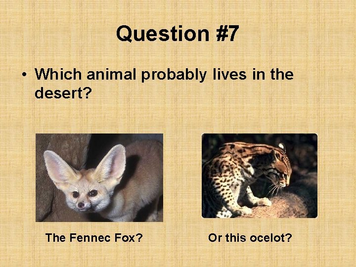 Question #7 • Which animal probably lives in the desert? The Fennec Fox? Or
