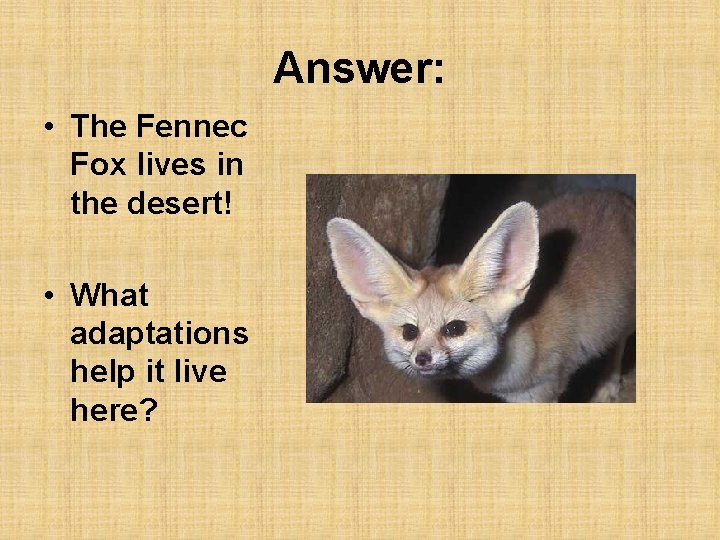 Answer: • The Fennec Fox lives in the desert! • What adaptations help it