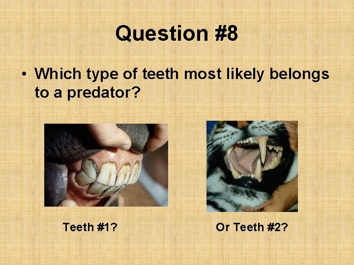 Question #8 • Which type of teeth most likely belongs to a predator? Teeth