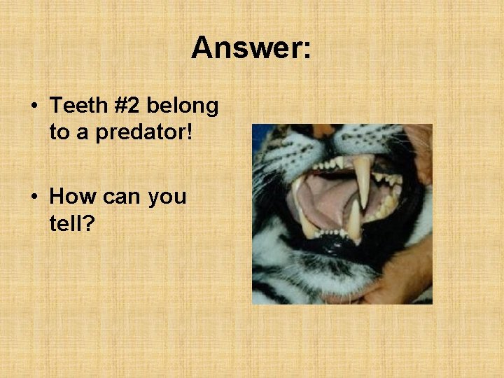 Answer: • Teeth #2 belong to a predator! • How can you tell? 