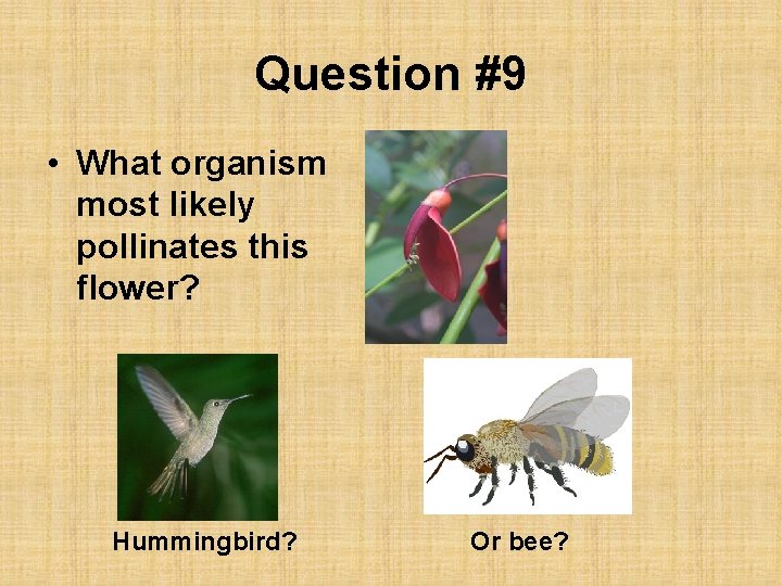 Question #9 • What organism most likely pollinates this flower? Hummingbird? Or bee? 