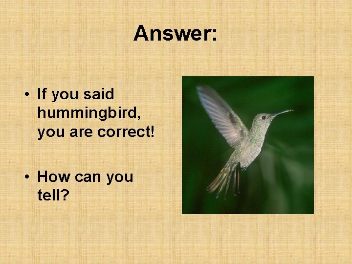 Answer: • If you said hummingbird, you are correct! • How can you tell?