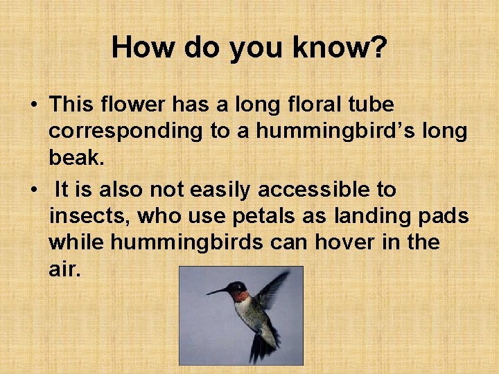 How do you know? • This flower has a long floral tube corresponding to