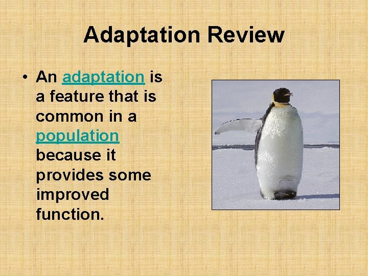 Adaptation Review • An adaptation is a feature that is common in a population