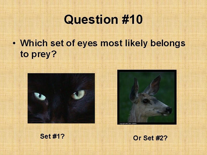 Question #10 • Which set of eyes most likely belongs to prey? Set #1?