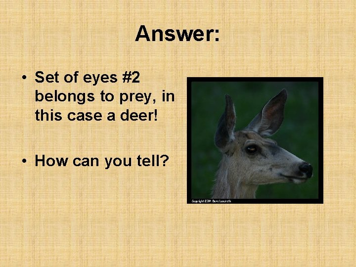Answer: • Set of eyes #2 belongs to prey, in this case a deer!