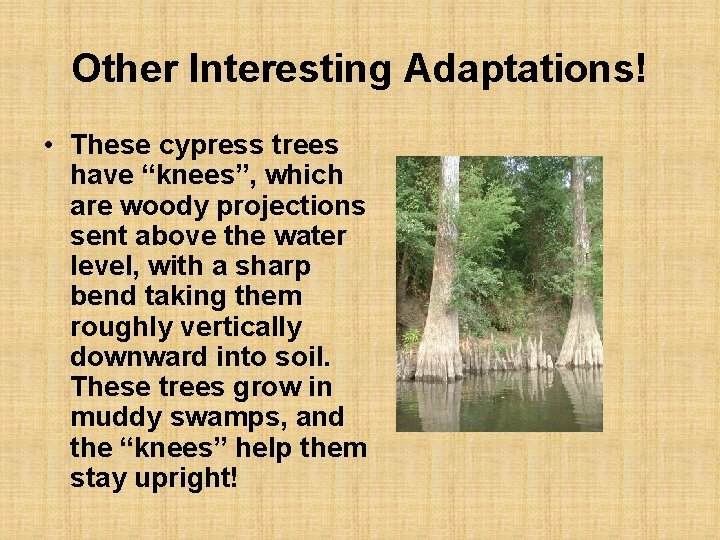 Other Interesting Adaptations! • These cypress trees have “knees”, which are woody projections sent