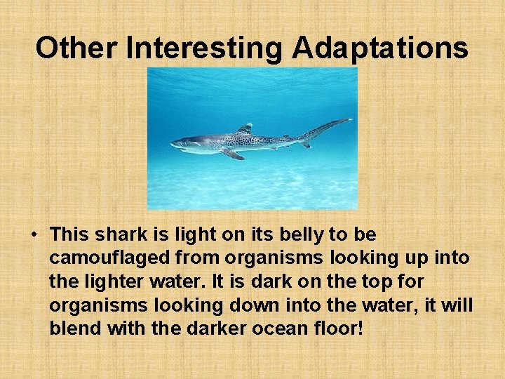 Other Interesting Adaptations • This shark is light on its belly to be camouflaged