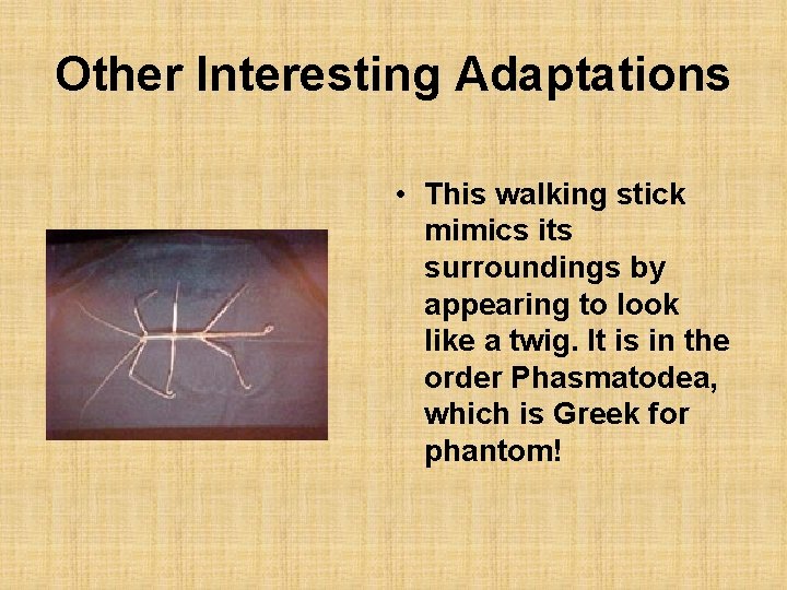 Other Interesting Adaptations • This walking stick mimics its surroundings by appearing to look