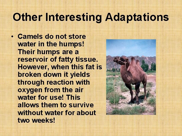 Other Interesting Adaptations • Camels do not store water in the humps! Their humps