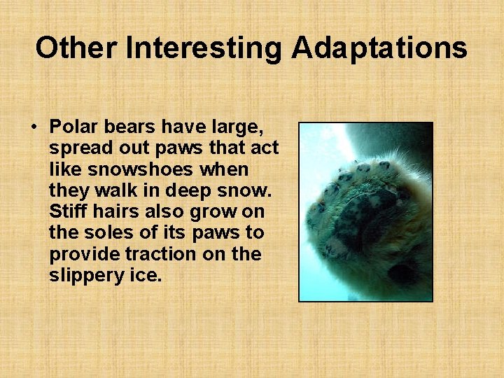 Other Interesting Adaptations • Polar bears have large, spread out paws that act like