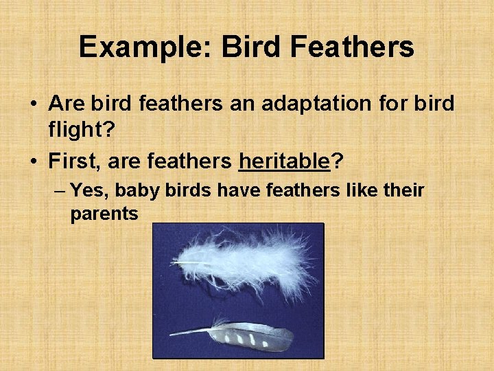 Example: Bird Feathers • Are bird feathers an adaptation for bird flight? • First,