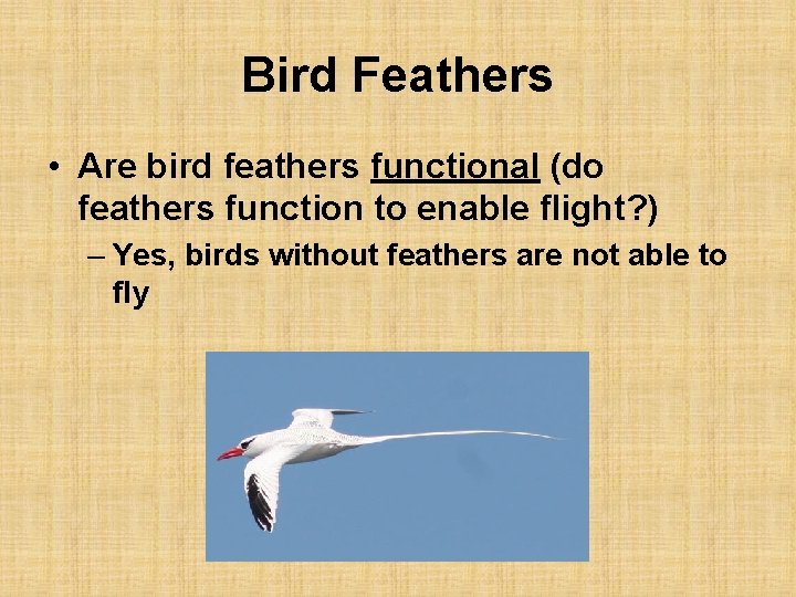 Bird Feathers • Are bird feathers functional (do feathers function to enable flight? )