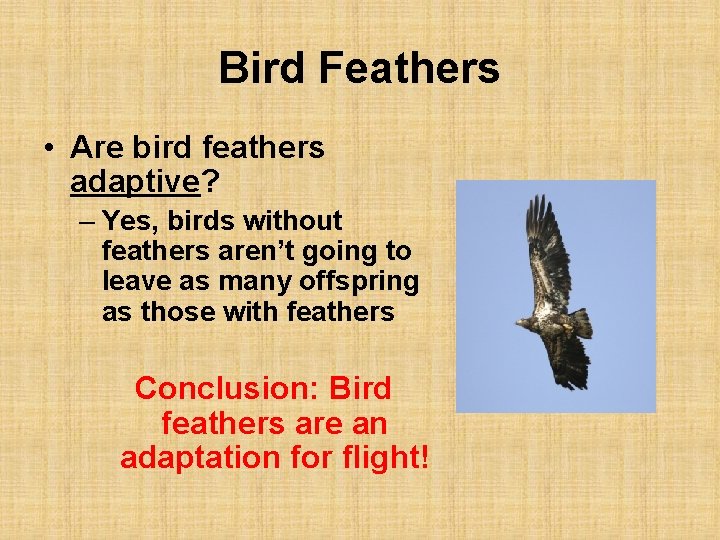 Bird Feathers • Are bird feathers adaptive? – Yes, birds without feathers aren’t going