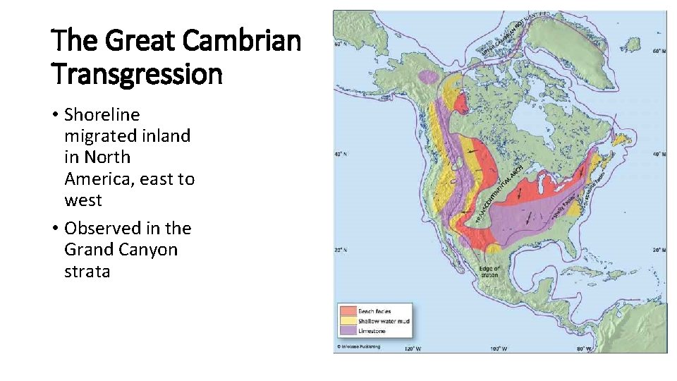 The Great Cambrian Transgression • Shoreline migrated inland in North America, east to west