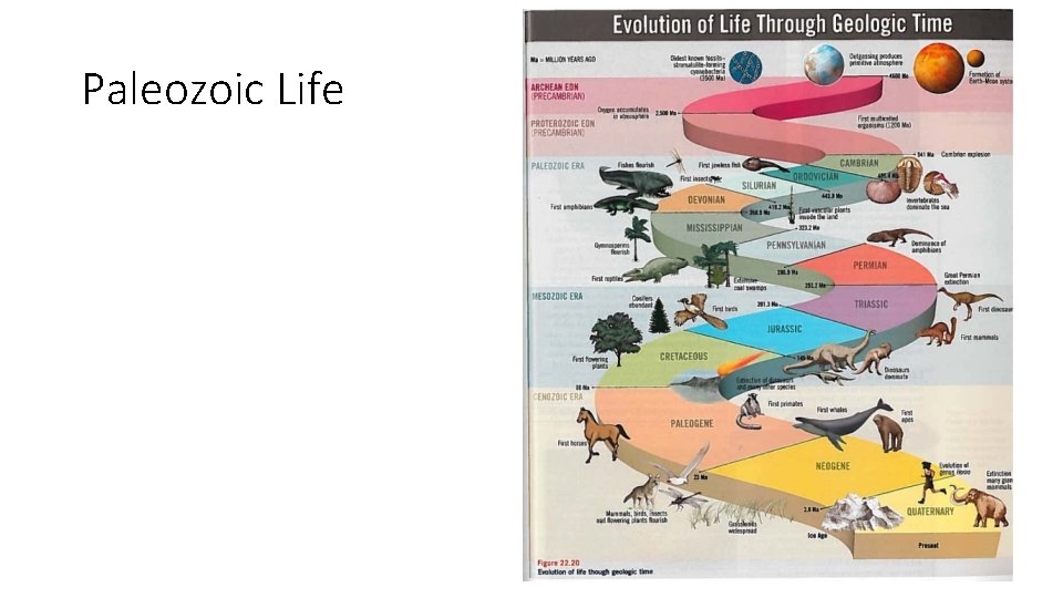 Paleozoic Life 