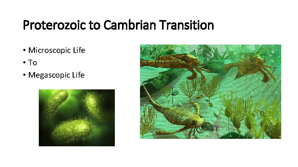 Proterozoic to Cambrian Transition • Microscopic Life • To • Megascopic Life 