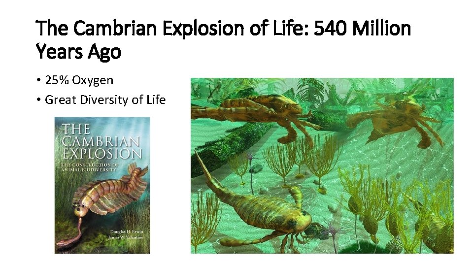 The Cambrian Explosion of Life: 540 Million Years Ago • 25% Oxygen • Great