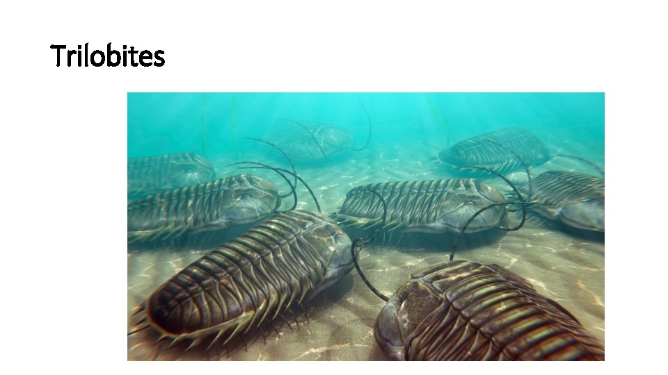 Trilobites 
