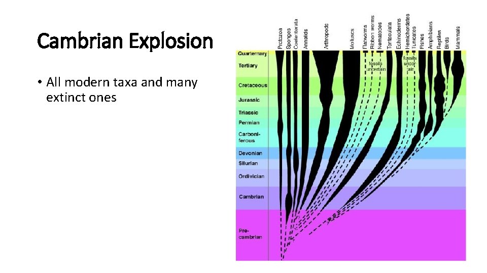 Cambrian Explosion • All modern taxa and many extinct ones 