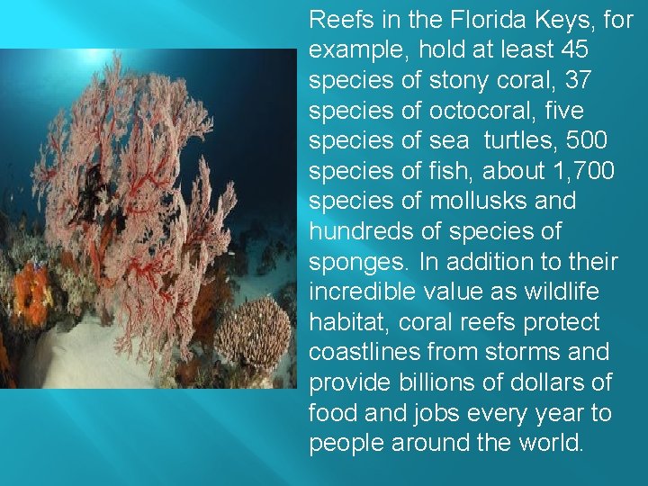. Reefs in the Florida Keys, for example, hold at least 45 species of