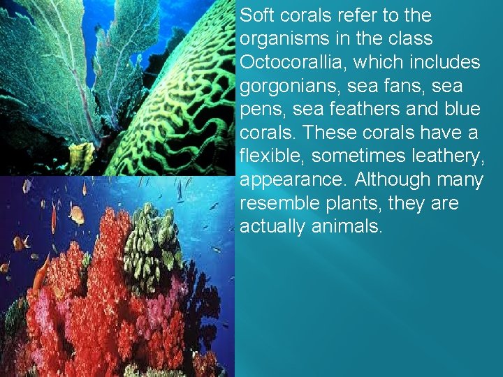 Soft corals refer to the organisms in the class Octocorallia, which includes gorgonians, sea