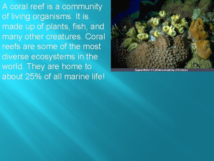 A coral reef is a community of living organisms. It is made up of