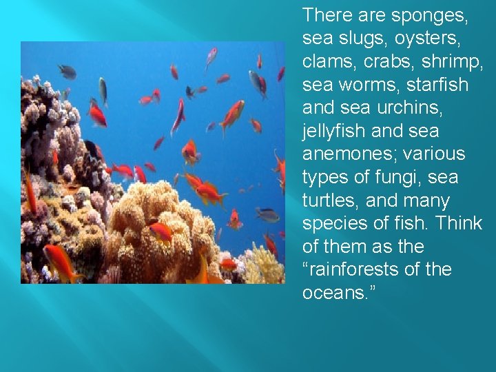 There are sponges, sea slugs, oysters, clams, crabs, shrimp, sea worms, starfish and sea