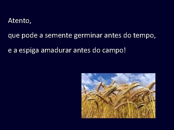 Atento, que pode a semente germinar antes do tempo, e a espiga amadurar antes