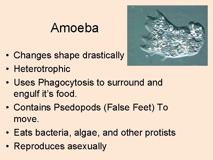 Amoeba • Changes shape drastically • Heterotrophic • Uses Phagocytosis to surround and engulf