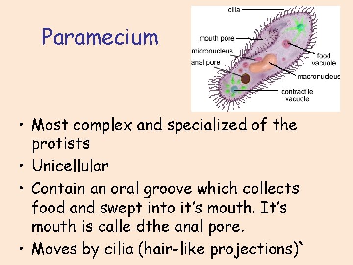 Paramecium • Most complex and specialized of the protists • Unicellular • Contain an
