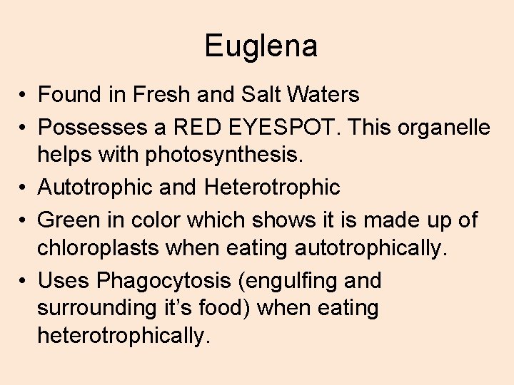 Euglena • Found in Fresh and Salt Waters • Possesses a RED EYESPOT. This