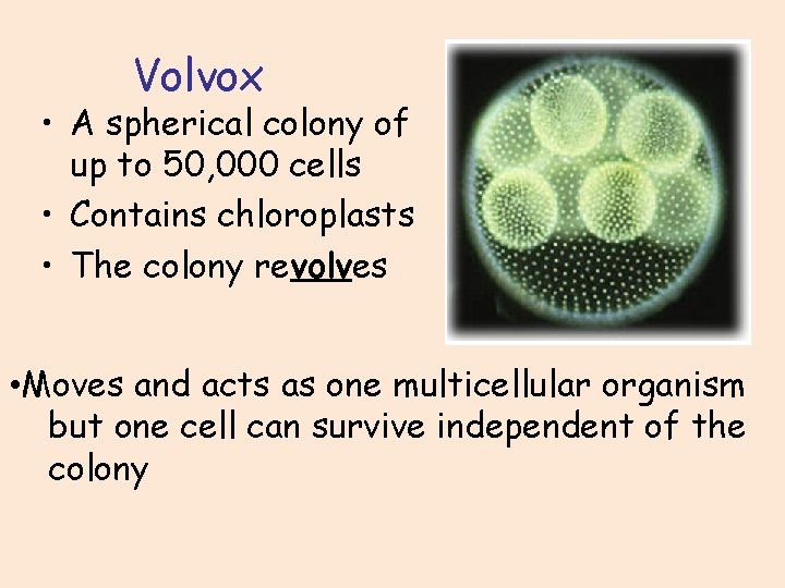 Volvox • A spherical colony of up to 50, 000 cells • Contains chloroplasts