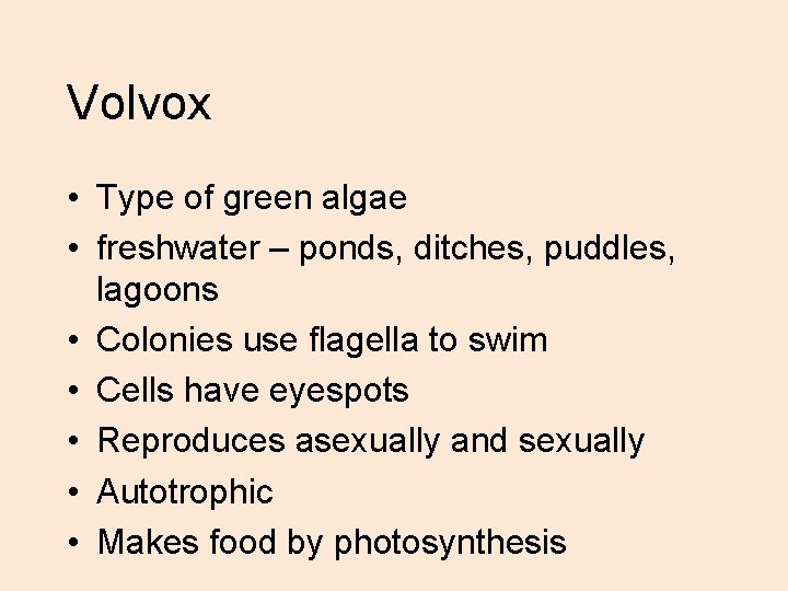 Volvox • Type of green algae • freshwater – ponds, ditches, puddles, lagoons •