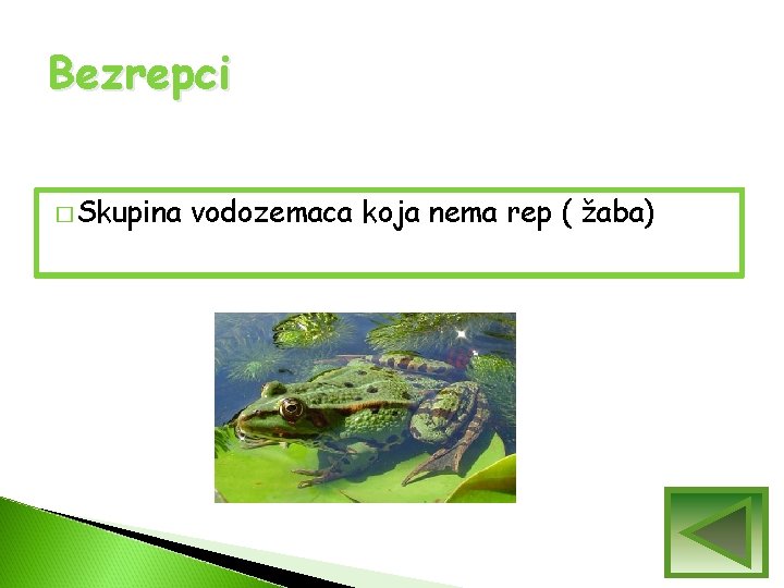 Bezrepci � Skupina vodozemaca koja nema rep ( žaba) Bezrepci � Skupina vodozemaca koja nema rep ( žaba)