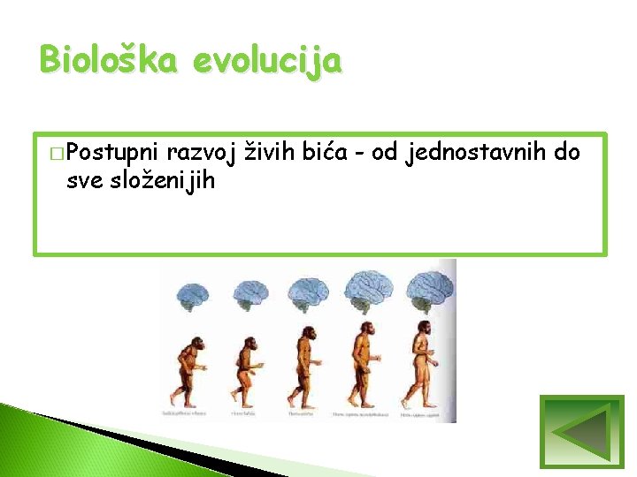 Biološka evolucija � Postupni razvoj živih bića - od jednostavnih do sve složenijih Biološka evolucija � Postupni razvoj živih bića - od jednostavnih do sve složenijih
