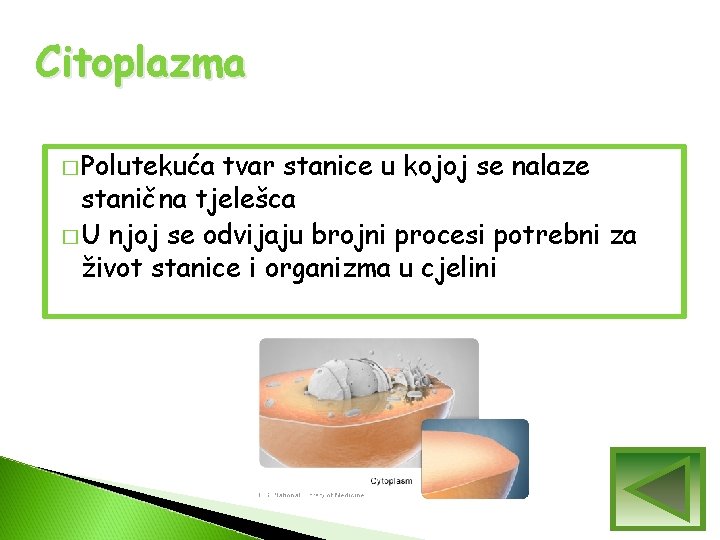 Citoplazma � Polutekuća tvar stanice u kojoj se nalaze stanična tjelešca � U njoj Citoplazma � Polutekuća tvar stanice u kojoj se nalaze stanična tjelešca � U njoj