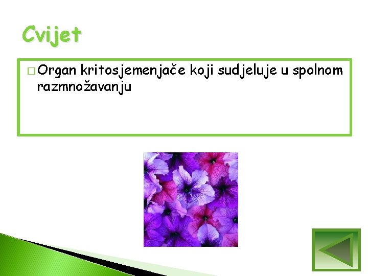 Cvijet � Organ kritosjemenjače koji sudjeluje u spolnom razmnožavanju Cvijet � Organ kritosjemenjače koji sudjeluje u spolnom razmnožavanju