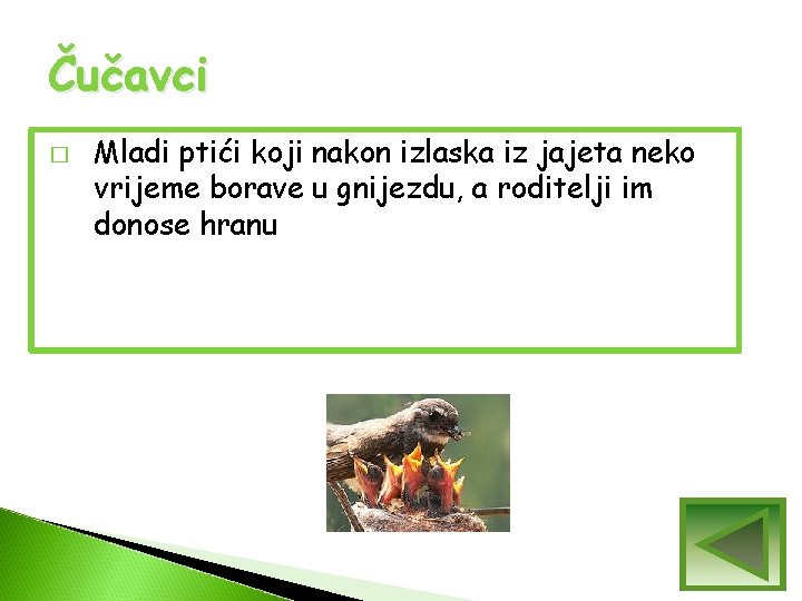 Čučavci � Mladi ptići koji nakon izlaska iz jajeta neko vrijeme borave u gnijezdu, Čučavci � Mladi ptići koji nakon izlaska iz jajeta neko vrijeme borave u gnijezdu,