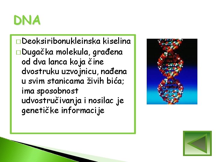 DNA � Deoksiribonukleinska kiselina � Dugačka molekula, građena od dva lanca koja čine dvostruku DNA � Deoksiribonukleinska kiselina � Dugačka molekula, građena od dva lanca koja čine dvostruku