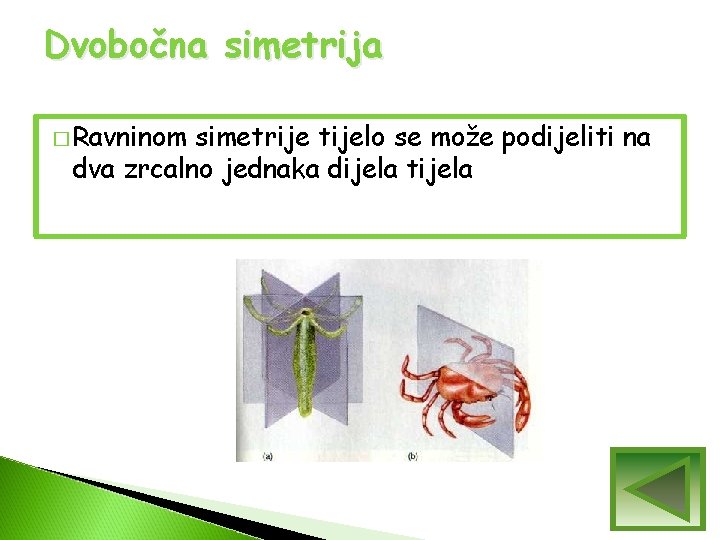 Dvobočna simetrija � Ravninom simetrije tijelo se može podijeliti na dva zrcalno jednaka dijela Dvobočna simetrija � Ravninom simetrije tijelo se može podijeliti na dva zrcalno jednaka dijela