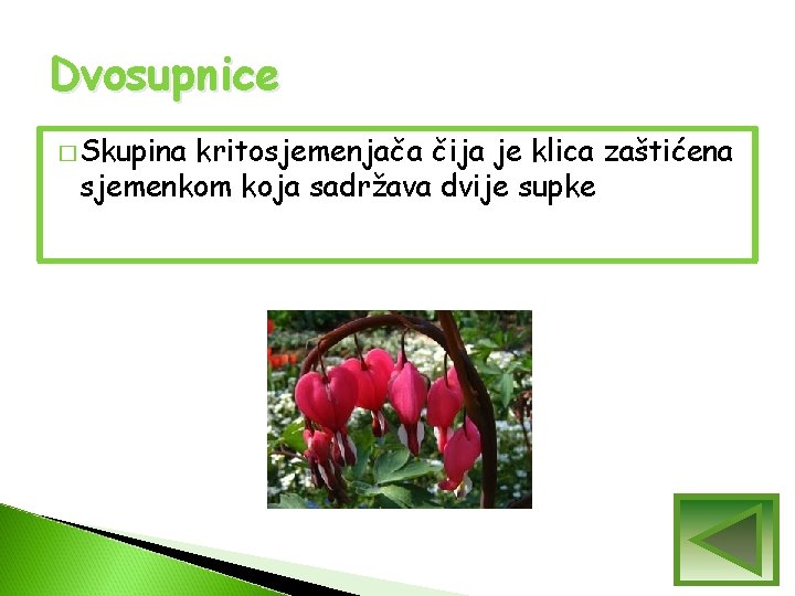 Dvosupnice � Skupina kritosjemenjača čija je klica zaštićena sjemenkom koja sadržava dvije supke Dvosupnice � Skupina kritosjemenjača čija je klica zaštićena sjemenkom koja sadržava dvije supke