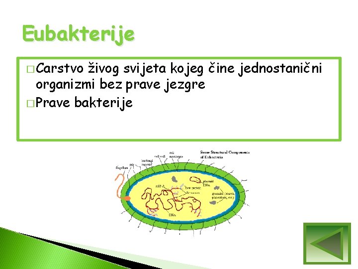 Eubakterije � Carstvo živog svijeta kojeg čine jednostanični organizmi bez prave jezgre � Prave Eubakterije � Carstvo živog svijeta kojeg čine jednostanični organizmi bez prave jezgre � Prave