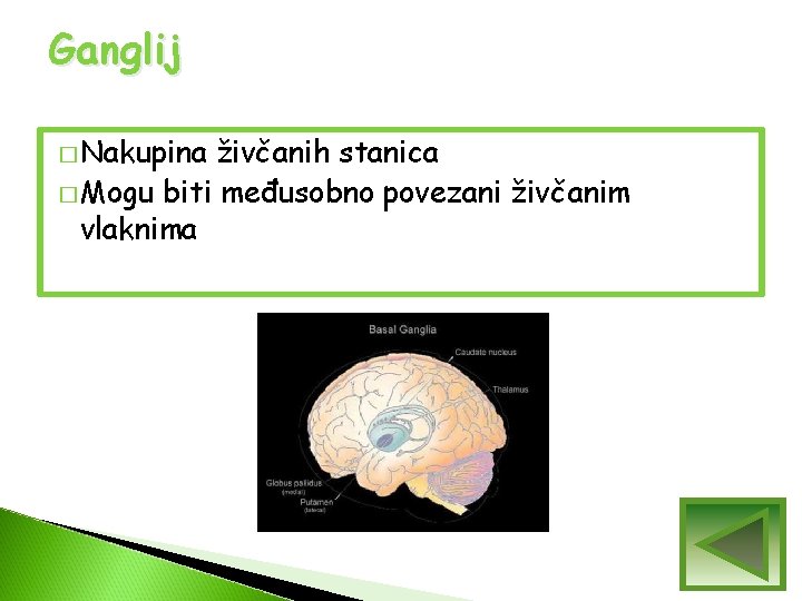 Ganglij � Nakupina živčanih stanica � Mogu biti međusobno povezani živčanim vlaknima Ganglij � Nakupina živčanih stanica � Mogu biti međusobno povezani živčanim vlaknima